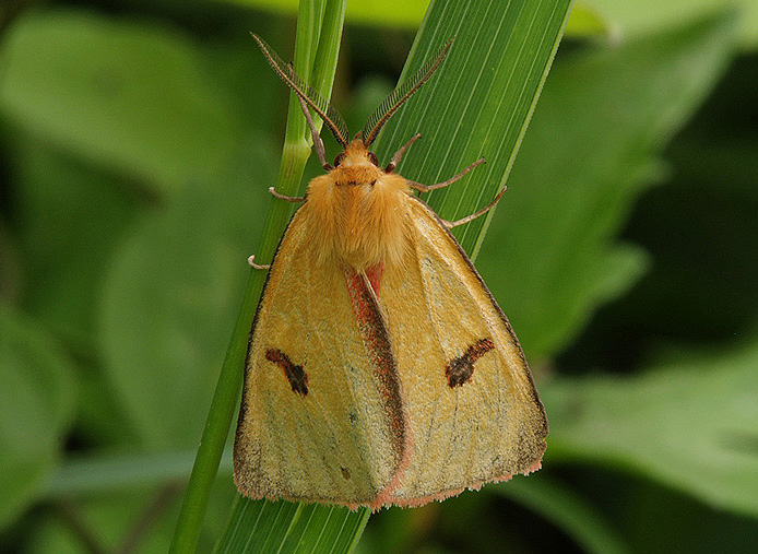 Diacrisia sannio